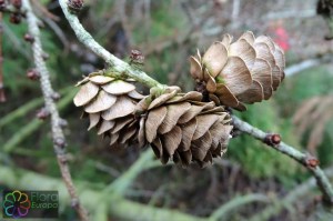 larix europeo (3) (1200 x 800).jpg_product_product_product_product_product_product_product